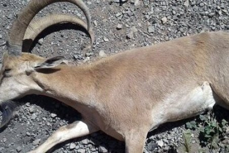 علائم طاعون نشخوارکنندگان در دام‌ها