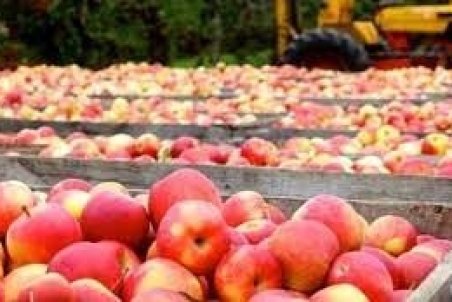 دلایل باد کردن سیب درختی روی دست باغداران/ قیمت خرید سیب ۳۰ درصد کاهش یافت