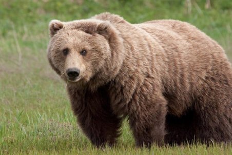 شکار خرس توسط زوج شکارچی برای رسیدن به چربی زیر پوستی/ شکارچیان شناسایی شدند