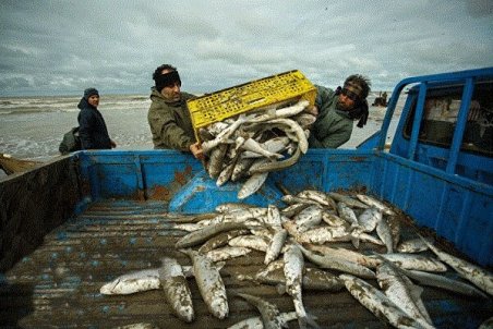 رشد ۲۰ درصدی صید ماهیان استخوانی در گیلان/ رتبه نخست تولید خاویار را داریم