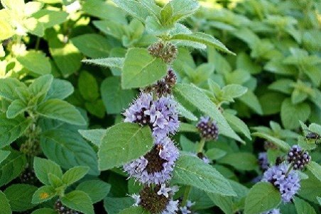 نعناع بیابانی:خواص ، کاربرد و عوارض جانبی