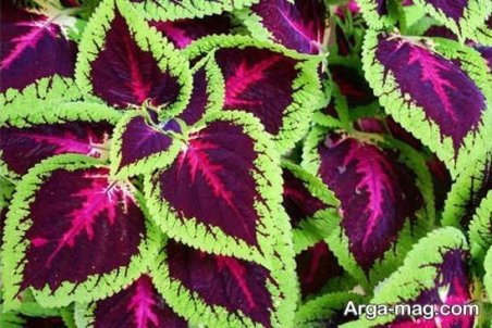 آموزش تصویری قلمه زدن حسن یوسف