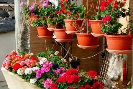 آشنایی با اصول نگهداری گل شمعدانی در زمستان