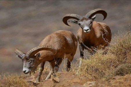 هیچ مورد مشکوک یا ابتلای حیات وحش به طاعون در اردبیل مشاهده نشده است