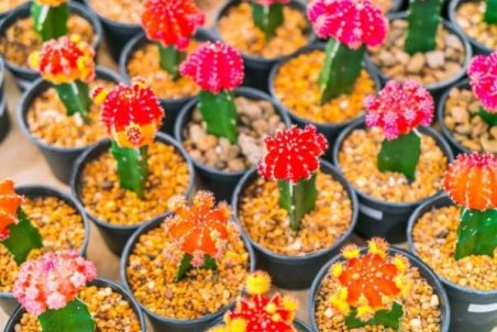 چگونه کاکتوس رنگی پروروش دهیم ؟ + آموزش کامل