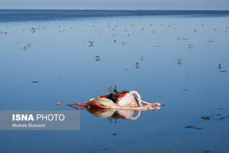 فاجعه "مرگ پرندگان" در میانکاله تکرار می‌شود؟
