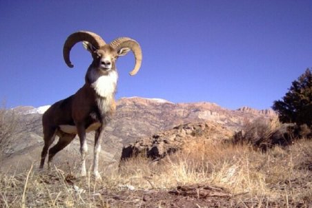 منطقه حفاظت شده سالوک قرنطینه شد/ تامین علوفه مغذی جهت کنترل بیماری PPR از نیازهای منطقه