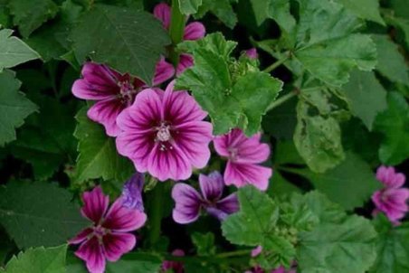 هفت خاصیت گیاه درمانی «پنیرک»؛ از چسب زخم طبیعی تا جوان‌کننده پوست