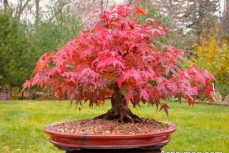 آشنایی با پرورش افرا قرمز