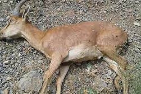 حیات وحش کرمانشاه از «طاعون نشخوارکنندگان» پاک است