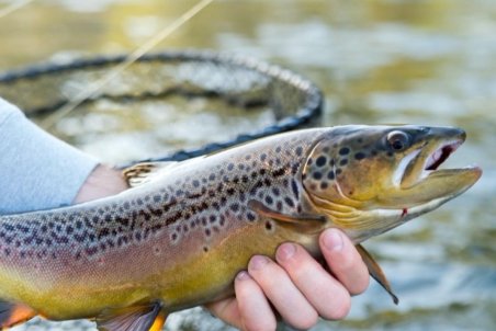 هر کیلو قزل آلا چند؟