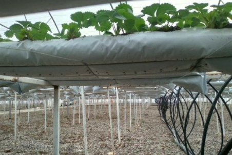 موافقت‌نامه کشت‌ گلخانه‌ای برای ۲۰۰ هکتار از اراضی چهارمحال و بختیاری صادر شد