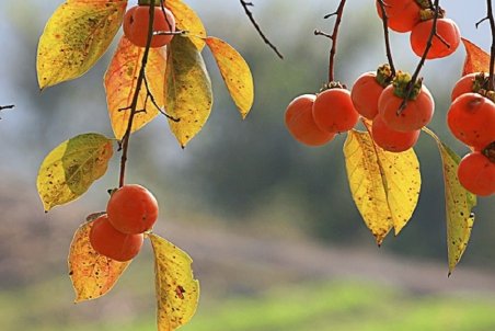 از خواص بی نظیر این میوه پاییزی غافل نشوید!