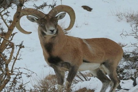 کنترل طاعون نشخوارکنندگان کوچک در سالوک