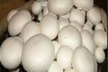 فواید باور نکردنی قارج برای بدن