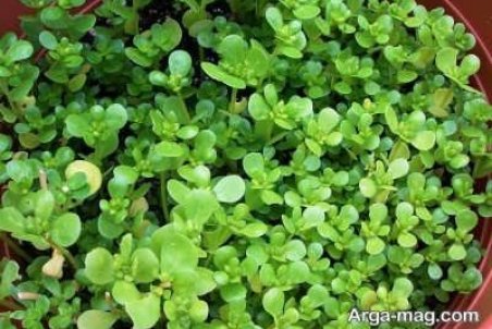 آشنایی با ماسک خرفه و تاثیرات مثبت آن بر روی پوست