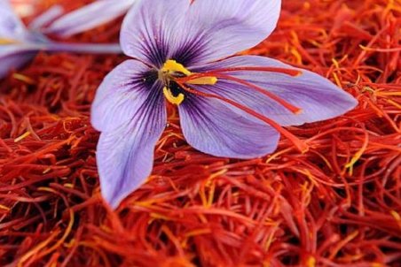 امسال، سال پایانی خرید انفعالی خرید محصول زعفران است/ دستورالعمل خرید حمایتی زعفران ابلاغ شد