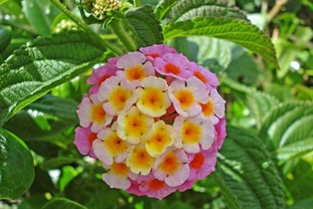 خواص درمانی شاه پسند