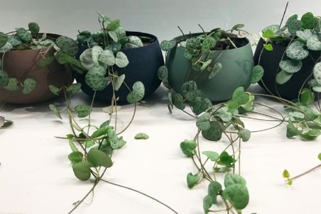 آموزش كاشت گیاه سروپژيا + فیلم