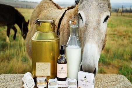 آشنایی با خواص تغذیه ای و سلامتی شیر الاغ