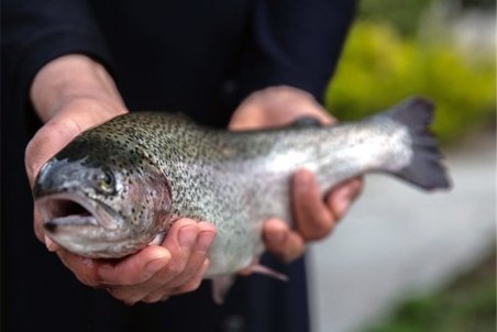 شیب تند افزایش قیمت ماهی در بازار اصفهان؛ مردم از پشت ویترین فقط نظاره‌گر شده‌اند