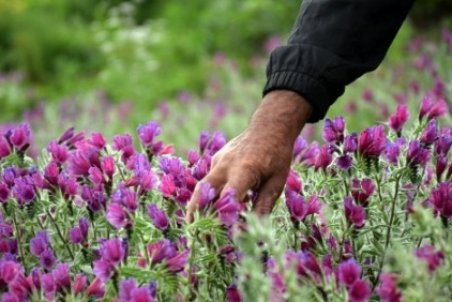 نحوه پرورش و کاشت گل گاوزبان