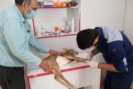 زخمی شدن یک راس میش وحشی در میناب/تلاش برای شناسایی متخلفین ادامه دارد