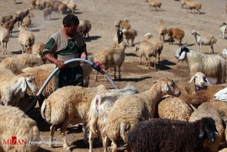 دام دامداران به‌صورت تضمینی خرید شود/ قیمت نهایی گوشت باید ۸۰ هزار تومان باشد نه بیشتر!