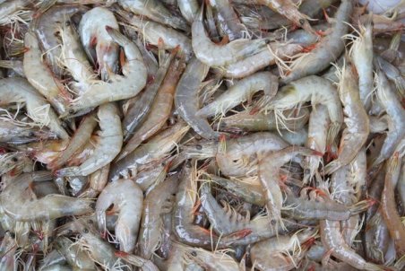 جهش ۳ برابری تولید میگو در خوزستان