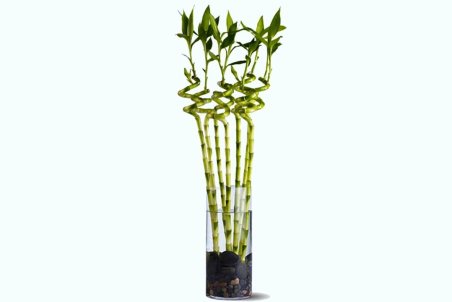 نحوه مراقبت از گیاه بامبو + فیلم