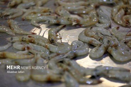 میگوی گلستان عاری از بیماری لکه سفید/۱۵۰۰ تن محصول برداشت شد
