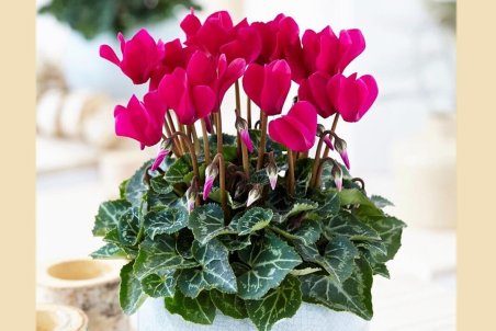 نکات مهم نگهداری از گل سیکلامن در آپارتمان + فیلم