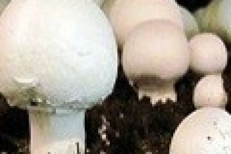 بازار قارچ روسیه را ازچنگ دادیم!