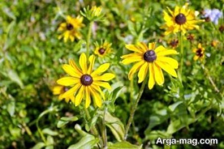 کاشت، تکثیر و پرورش گیاه کوکب کوهی