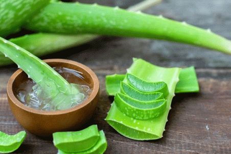 روش پرورش آلوئه اورا + فیلم