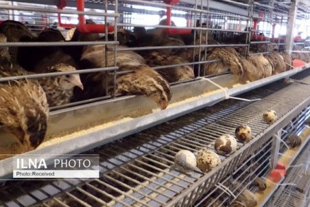 قیمت گوشت بلدرچین اعلام شد/ در ۷ ماه نخست سال هیچ صادراتی نداشتیم