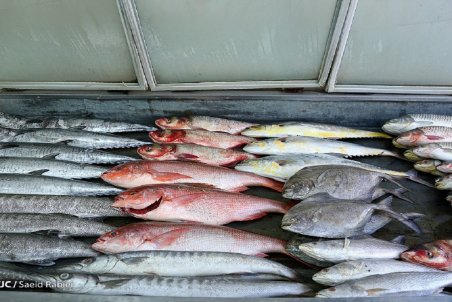قیمت انواع ماهی منجمد در بازار
