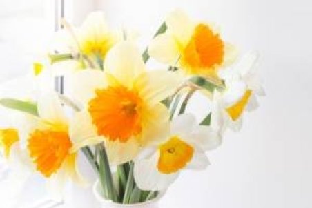 چطور در خانه گل نرگس پرورش دهیم؟