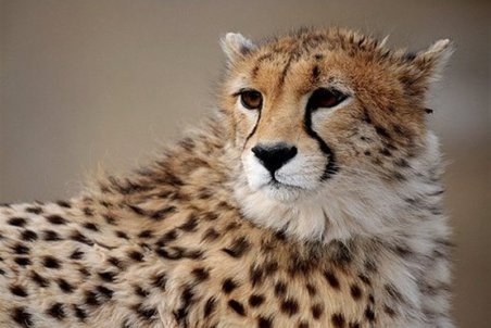 امیدها برای نجات یوز ایرانی زنده شد؛ ذخیره‌سازی اسپرم «فیروز» در زیست کره «توران»