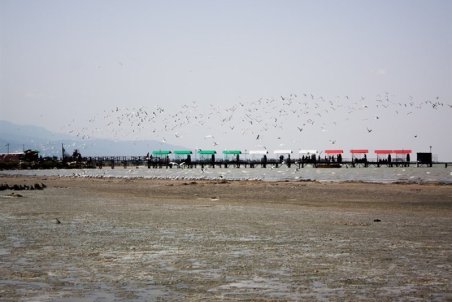 خشکی کامل ۱۴ هزار هکتار از خلیج گرگان؛ احتمال تکرار مرگ و میر پرندگان مهاجر وجود دارد