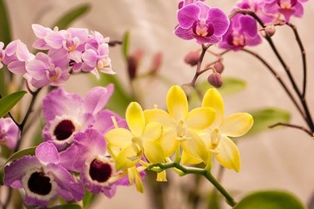 روش نگهداری گل ارکیده