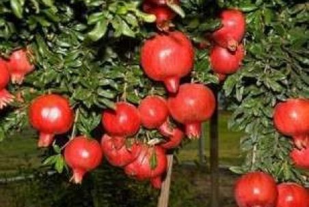 چگونه درخت انار را در گلدان پرورش دهیم ؟ + آموزش