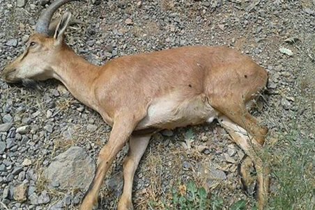 سرنوشت " پرندگان میانکاله" در انتظار حیات وحش مازندران؟