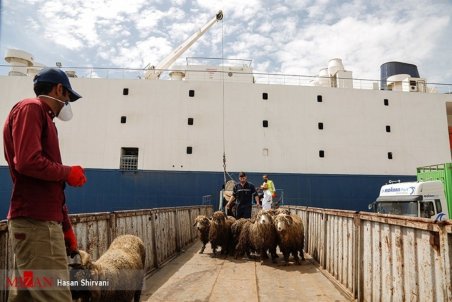قیمت تعریف‌شده برای صادرات دام بالاست/ بازگشت ارز؛ مشکل و دغدغه اساسی صادرکنندگان