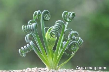 نحوه پرورش گیاه آلبوکا