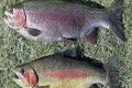 افزایش ۱۰۰ درصدی قیمت ماهی قزال آلا