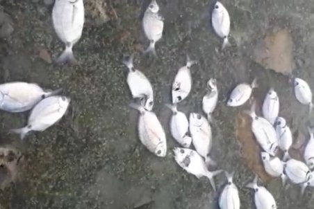 علت تلف شدن ماهیان در ساحل خارگ چه بود؟