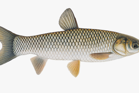 قیمت انواع ماهی در بازار +جدول