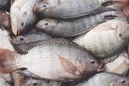 منتقدان: ورود تیلاپیا به مخازن سدهای آب شرب، بحران‌زاست