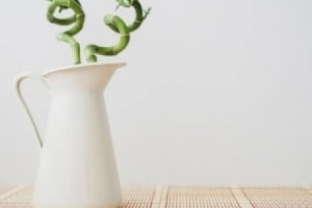 از خرید تا مراقبت صحیح گیاه بامبو